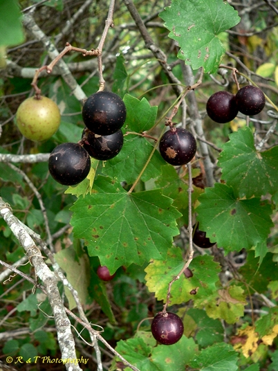 {Vitis rotundifolia}
